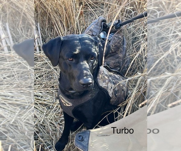 Medium Photo #12  Breeder Profile in FREDERICKSBG, OH, USA