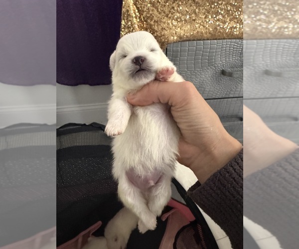 Medium Photo #12  Breeder Profile in HOLLYWOOD, FL, USA