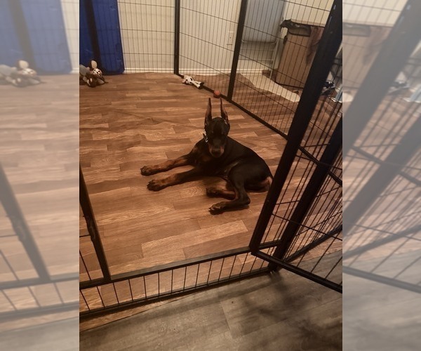 Medium Photo #5  Breeder Profile in ROCKWALL, TX, USA