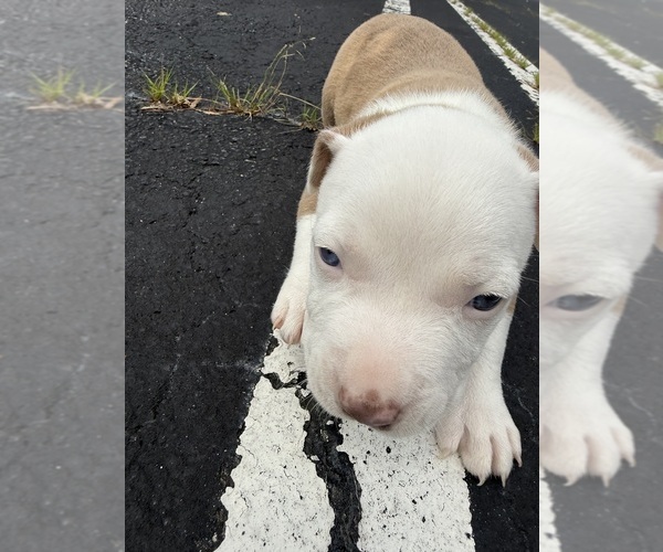 Medium Photo #2  Breeder Profile in DECATUR, GA, USA