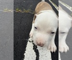 Small #1 Breeder Profile image