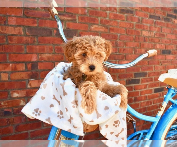 Medium Photo #1  Breeder Profile in E TOWN, KY, USA