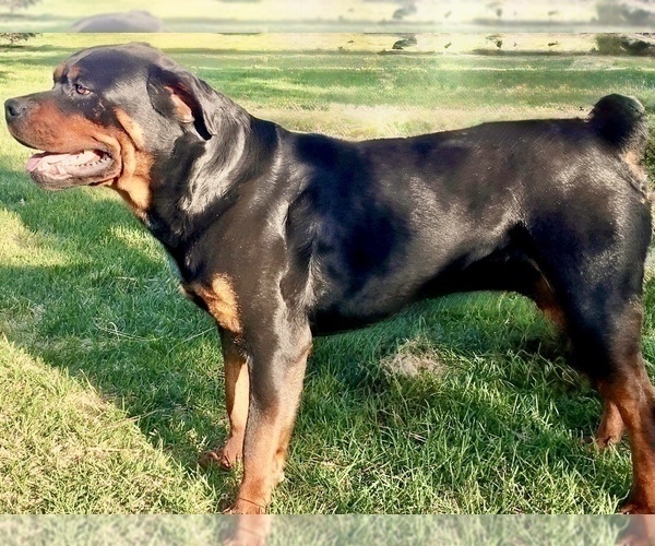 Medium Photo #4  Breeder Profile in BRIGHTON, CO, USA