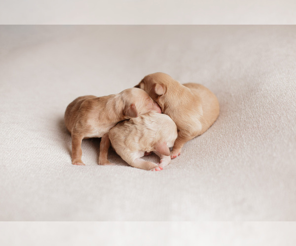Medium Photo #1  Breeder Profile in BUFORD, GA, USA