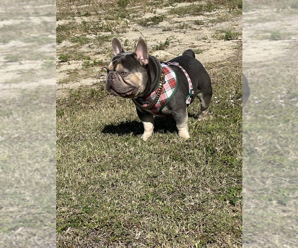 Medium Photo #9  Breeder Profile in CAPE CORAL, FL, USA