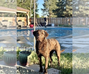 Chesapeake Bay Retriever Dog Breeder near KENNEWICK, WA, USA