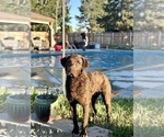 Small breeder photo