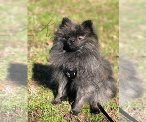 Main photo of Pomeranian Dog Breeder near HUBER, GA, USA