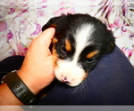 Small #6 Breeder Profile image