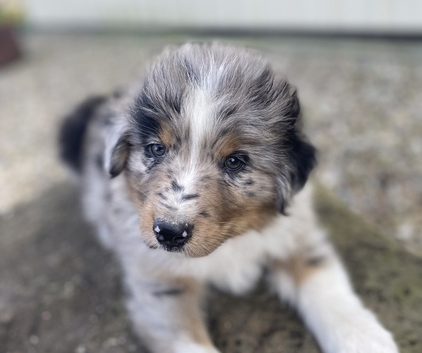 Medium Photo #3  Breeder Profile in MOUNT PERRY, OH, USA