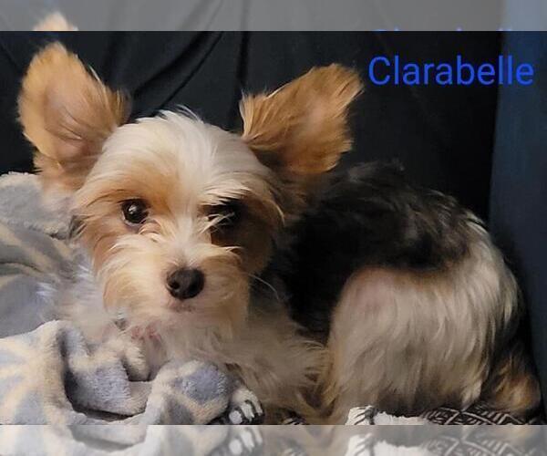 Medium Photo #7  Breeder Profile in CONKLIN, NY, USA