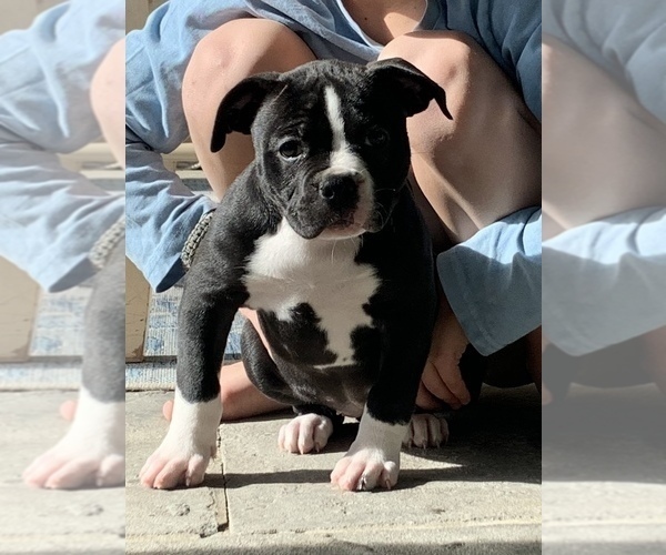 Medium Photo #46  Breeder Profile in COLUMBIA, KY, USA