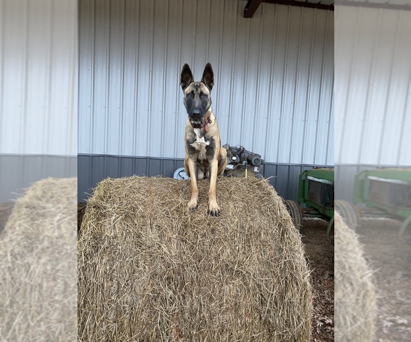 Medium Photo #1  Breeder Profile in LANDRUM, SC, USA