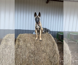 Main photo of Belgian Malinois Dog Breeder near LANDRUM, SC, USA