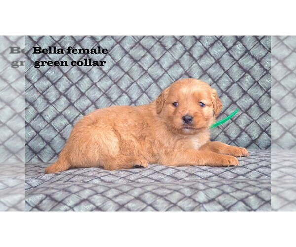 Medium Photo #23  Breeder Profile in CLARE, MI, USA