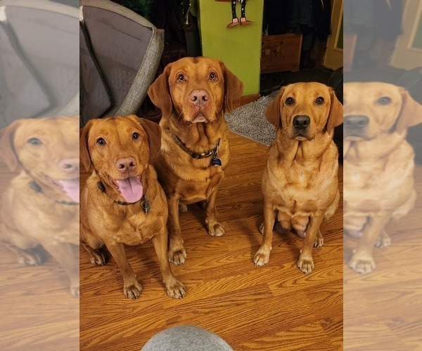 Medium Photo #45  Breeder Profile in BUFFALO, NY, USA