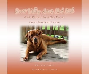 Labrador Retriever Dog Breeder near HYDE PARK, VT, USA