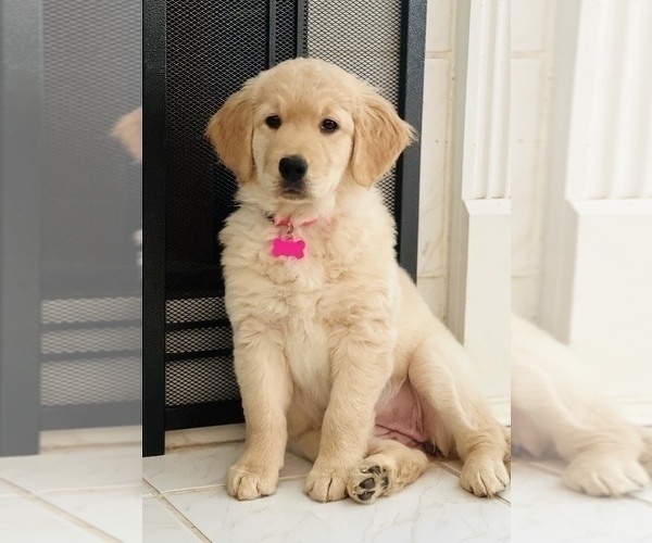 Medium Photo #16  Breeder Profile in SUWANEE, GA, USA
