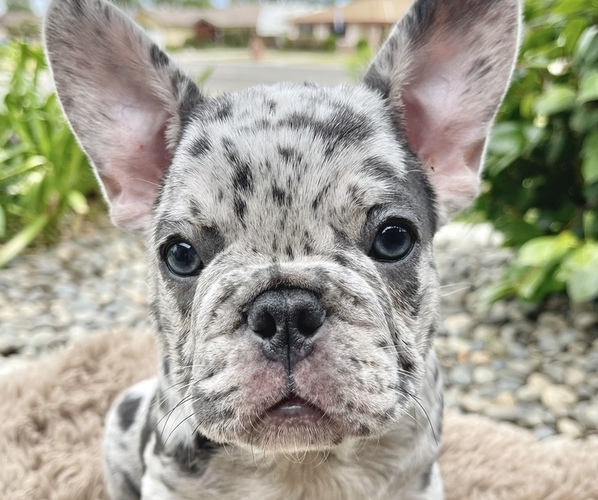 Medium Photo #1  Breeder Profile in BAKERSFIELD, CA, USA