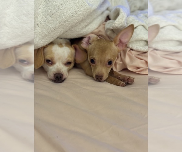 Medium Photo #1  Breeder Profile in PULLMAN, WA, USA