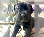 Small breeder photo