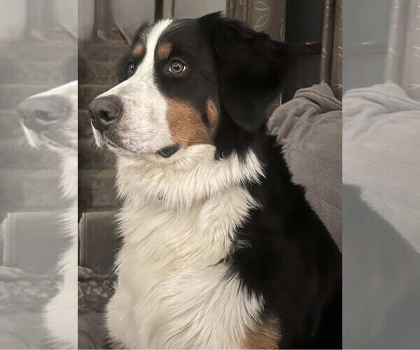 Medium Photo #4  Breeder Profile in SPRINGFIELD, OH, USA