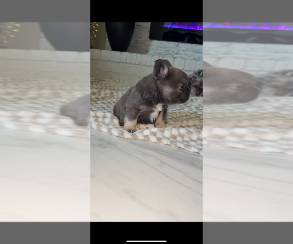 Medium Photo #2  Breeder Profile in DALLAS, TX, USA