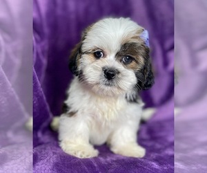 Cocker Spaniel Dog Breeder near BUFFALO, MO, USA