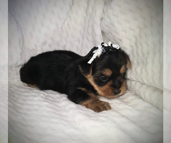 Medium Photo #3  Breeder Profile in ELBERTON, GA, USA