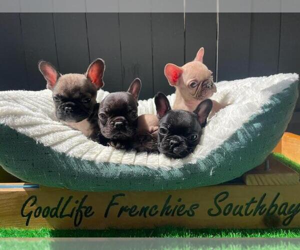 Medium Photo #1  Breeder Profile in TORRANCE, CA, USA