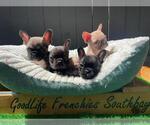 Small breeder photo