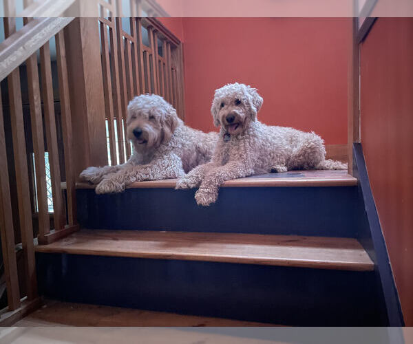 Medium Photo #1  Breeder Profile in RUSSELL, MA, USA
