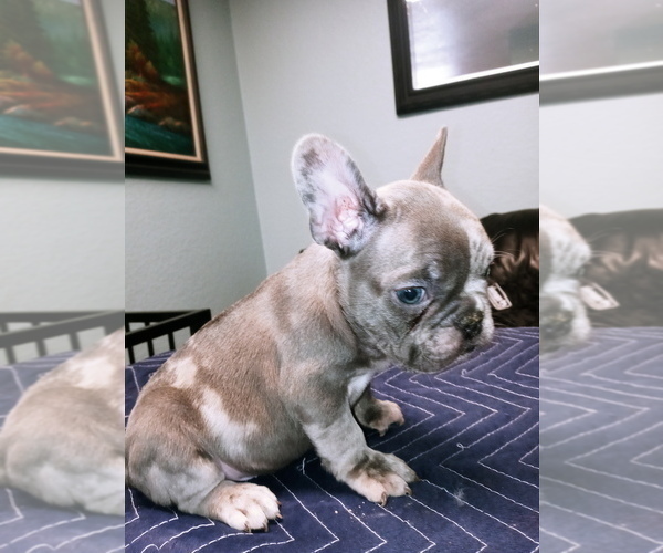 Medium Photo #1  Breeder Profile in ADAMS CITY, CO, USA