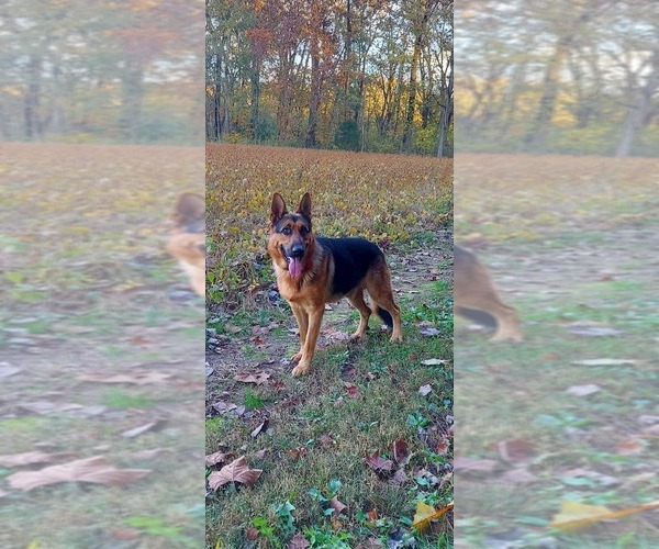 Medium Photo #1  Breeder Profile in MOUNT CRAWFORD, VA, USA