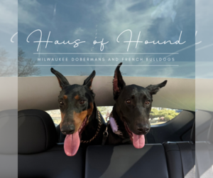 Doberman Pinscher Dog Breeder near BROOKFIELD, WI, USA