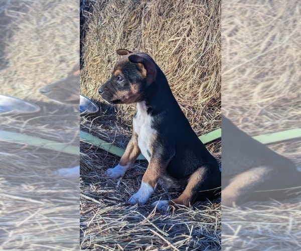 Medium Photo #3  Breeder Profile in DORA, MO, USA