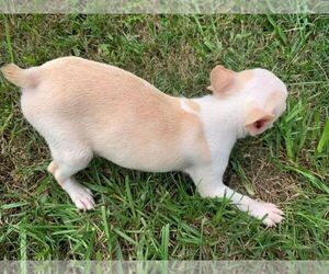 Boston Terrier Dog Breeder near PINK HILL, NC, USA