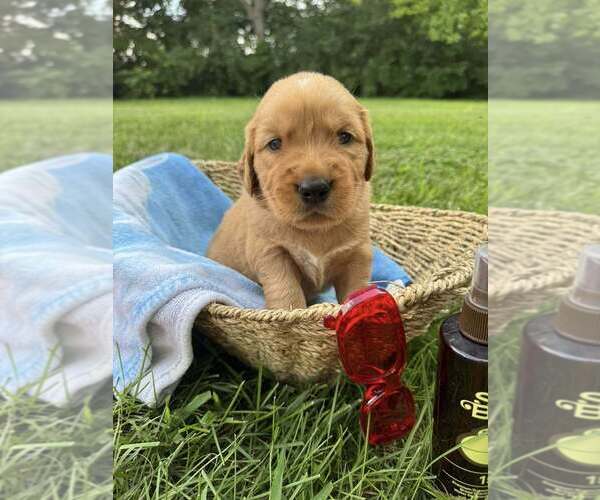 Medium Photo #66  Breeder Profile in HARRISON, OH, USA