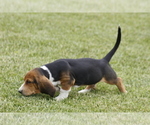 Small #1 Breeder Profile image