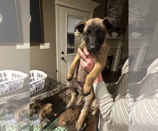 Medium Photo #23  Breeder Profile in ATHENS, AL, USA