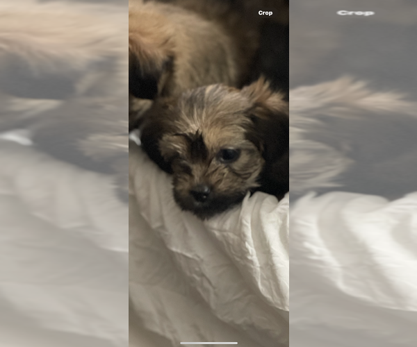 Medium Photo #14  Breeder Profile in UPPR MARLBORO, MD, USA