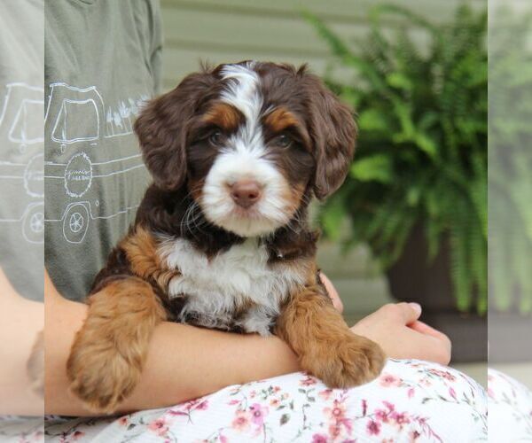 Medium Photo #1  Breeder Profile in FREDERICKSBURG, OH, USA