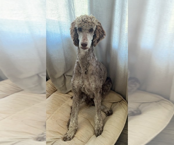 Medium Photo #26  Breeder Profile in FLAT ROCK, NC, USA