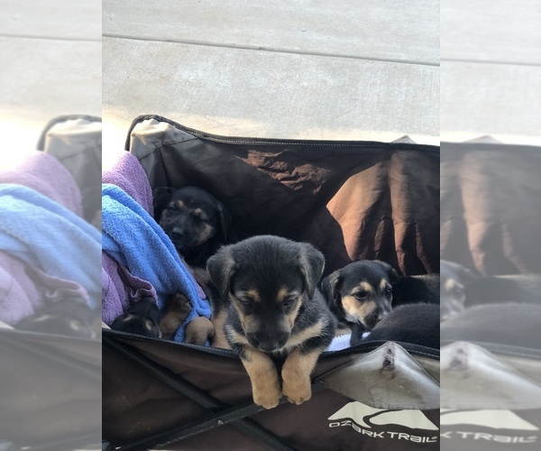 Medium Photo #9  Breeder Profile in WANETTE, OK, USA