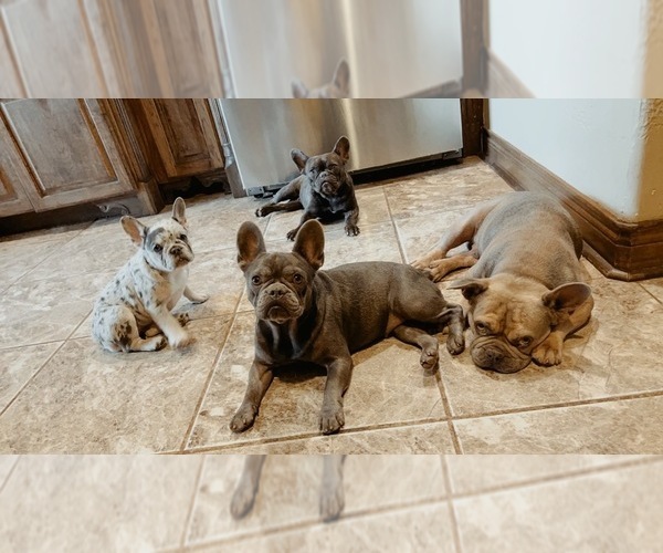 Medium Photo #1  Breeder Profile in BASTROP, TX, USA