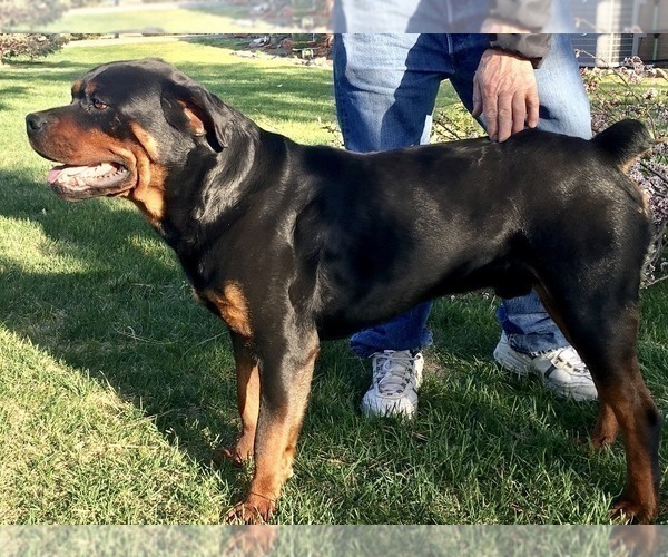 Medium Photo #3  Breeder Profile in BRIGHTON, CO, USA