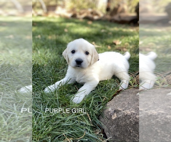 Medium Photo #1  Breeder Profile in SHINGLE SPRINGS, CA, USA