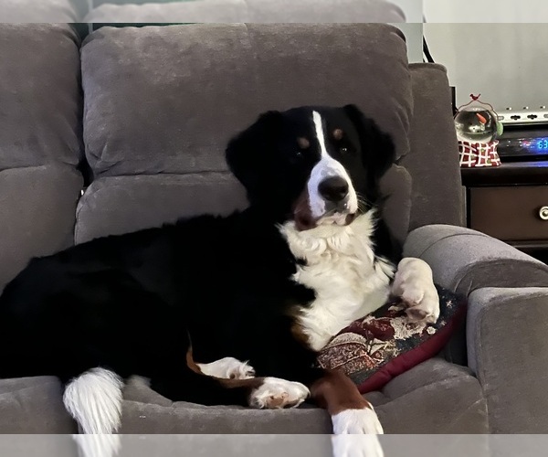 Medium Photo #3  Breeder Profile in SPRINGFIELD, OH, USA