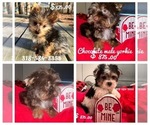 Small breeder photo