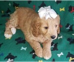 Small breeder photo